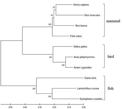 The E3 Ubiquitin Ligase TRIM25 Inhibits Tembusu Virus Replication in vitro